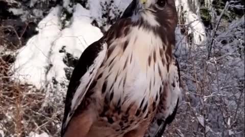 icy#hawk#bird#bestlife