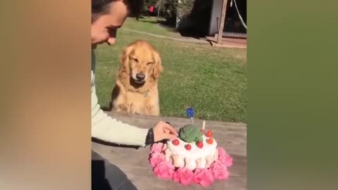 Dog Reaction to Cutting Cake 🤣 - Funny Dog Cake Reaction Compilation | Pets House.this is good dog.