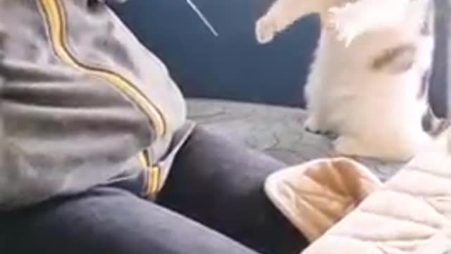 Cut Cat learns to Crochet!