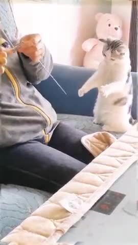 Cut Cat learns to Crochet!