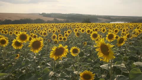 Sunflower Smoothing