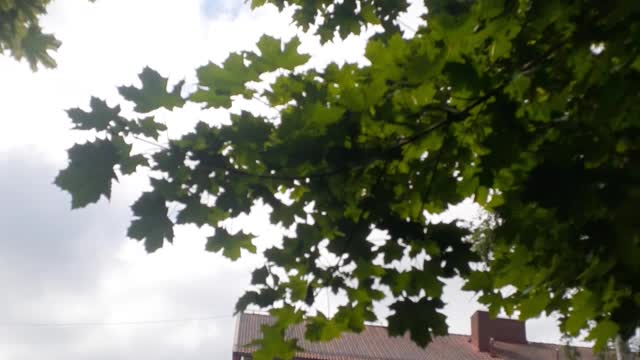 Nice day s