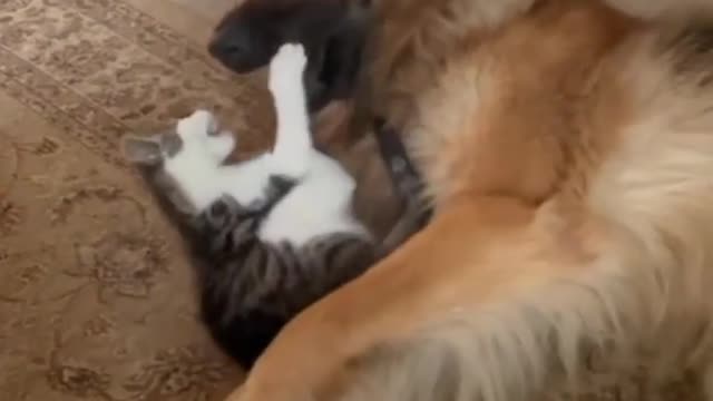 This's love ππΆππππ
