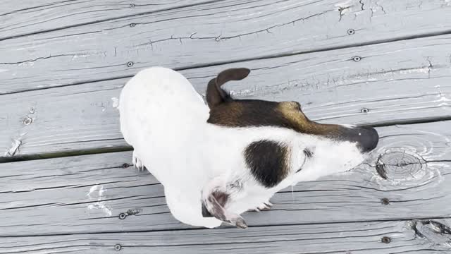 Jack Russell Doesn't Feel Like Playing Dead Today