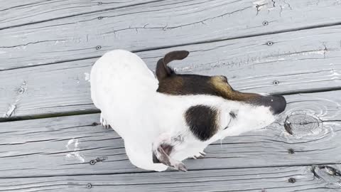 Jack Russell Doesn't Feel Like Playing Dead Today