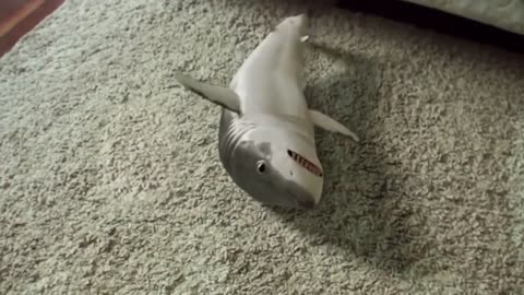 2020 Cutest Baby Shark Happy Shark Funny Shark Cute Baby Animals Reaction !!!!!???