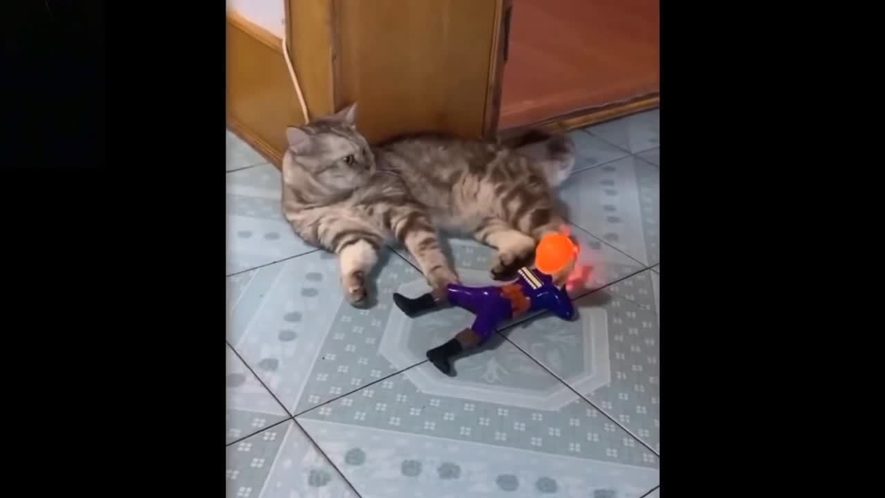 Funny cat watch and laugh