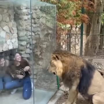 Scarry moment with a LION....Funny Viral Cute Cats Clips😹 #funny Cute Cats Fail #shorts Video😂 #trending #animals