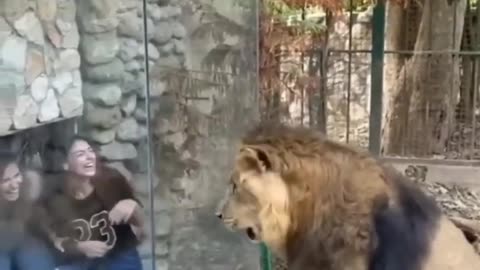 Scarry moment with a LION....Funny Viral Cute Cats Clips😹 #funny Cute Cats Fail #shorts Video😂 #trending #animals