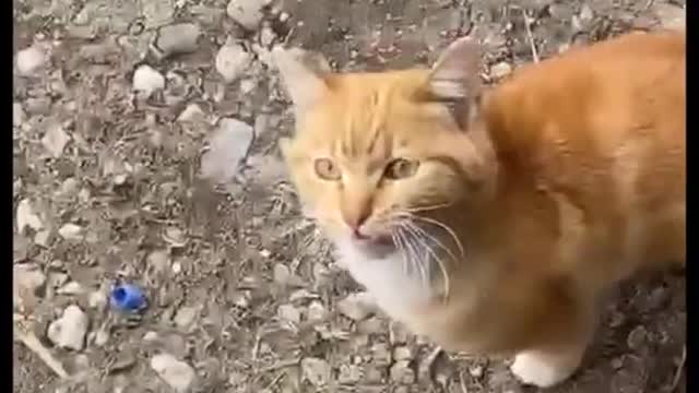 Cats being relatable