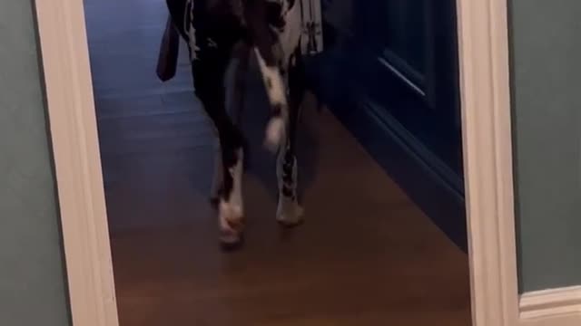 Adorable Great Dane doesn't want to give parcell to owner. So funny !