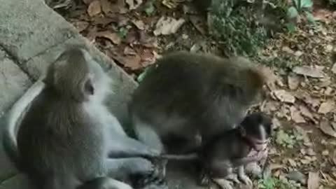 Monkey, Signs You Are Too Strict With Your Child