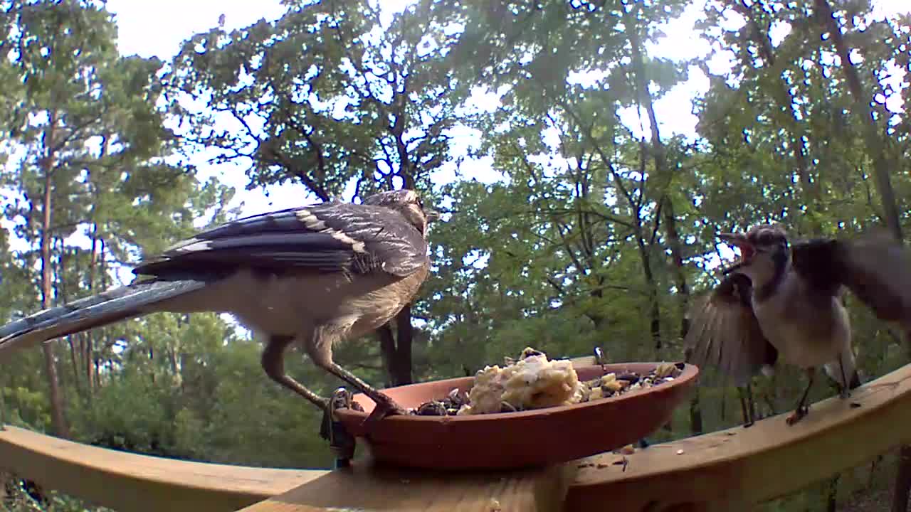 Fussy bluejay