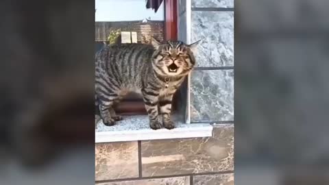 Funny cats