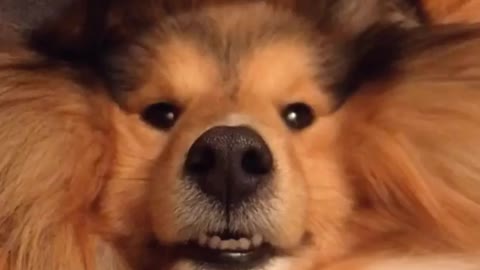Boop my nose for good luck in 2021
