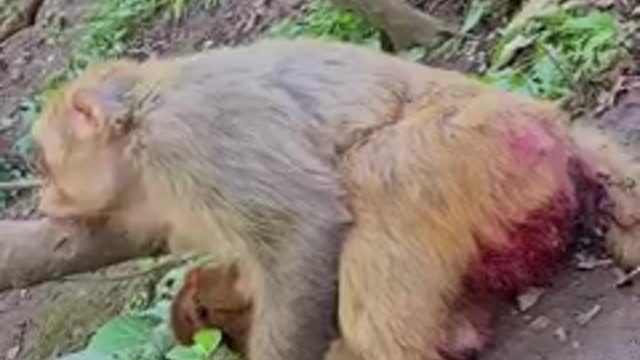 Exhausted Monkey Mother Lying Down to Breastfeed Her Baby