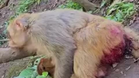 Exhausted Monkey Mother Lying Down to Breastfeed Her Baby