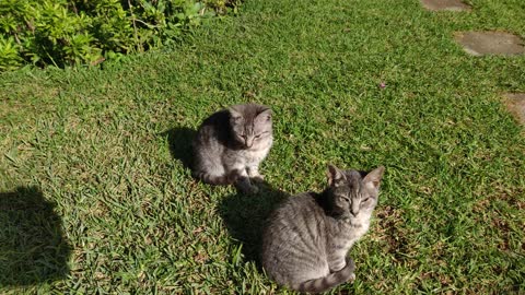 True Two Twin Cats With Fascinating Grey Color And Charming Eyes (2021)