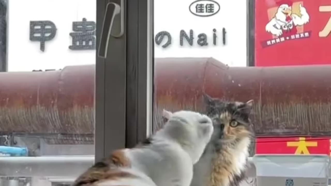 Animal#Fun#