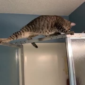 Oh no!! 🙀The Cat got himself in Some Trouble 🥺