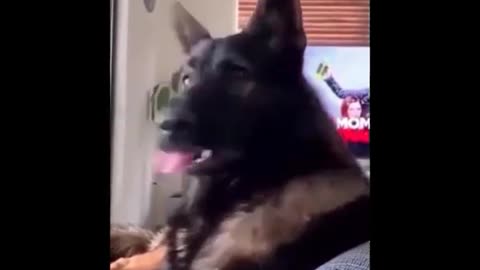 Retired police dog remembers everything