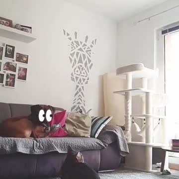 this cat is too powerful