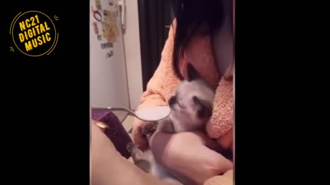 Funny Videos of Dogs, Cats and Other Animals - Kitten Drinking Milk From Spoon