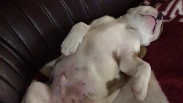 American Bulldog Puppy sleeping