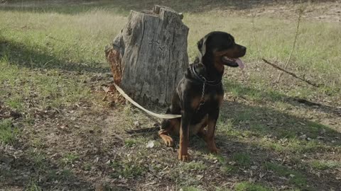 Dog tied to a log in nature