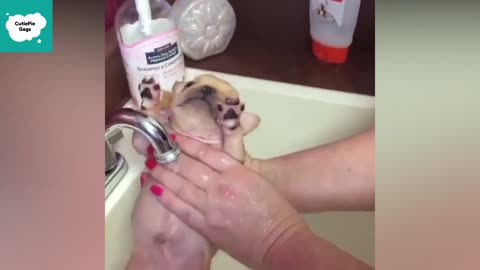 Dog Cute Videos - Cute and Funny Puppy Videos Compilation