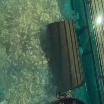 Homemade hamster tunnel