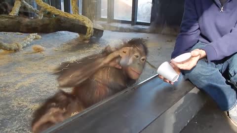 Monkey Sees A Magic Trick