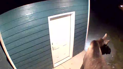 Momma Moose attacking a pumpkin at the front door.