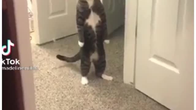 Funny cat video part 9