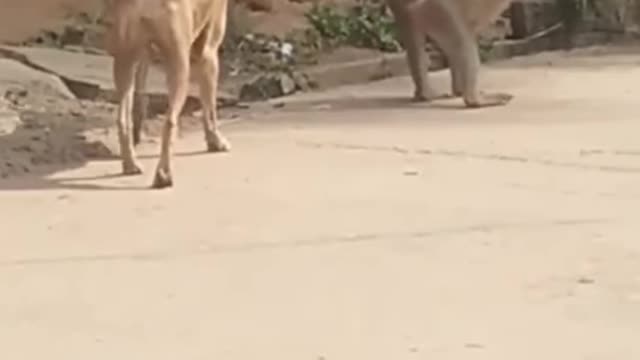 Super Funny Animal Video part 1