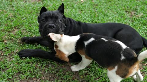 Beagle Puppy And Bull Terrier Dog Playing In Garden