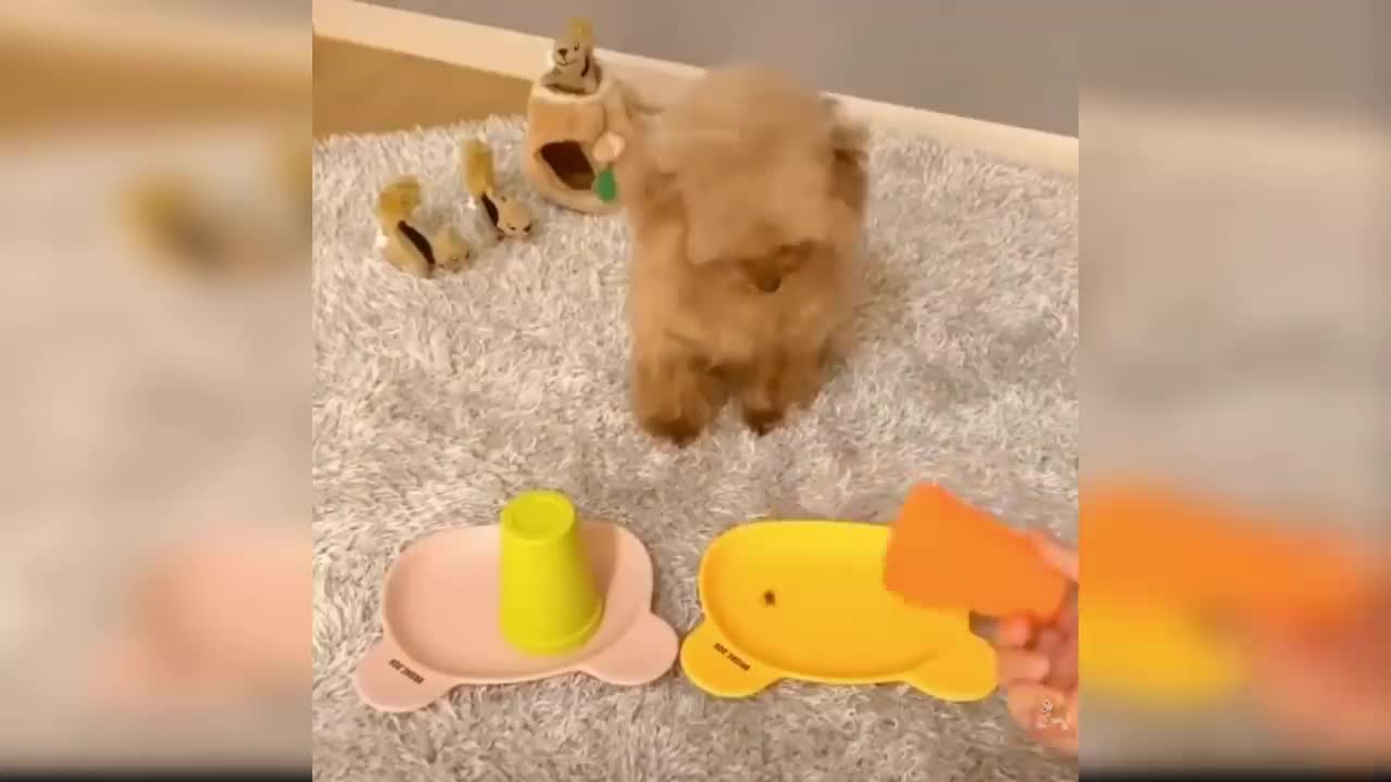 Cute and funny dogs