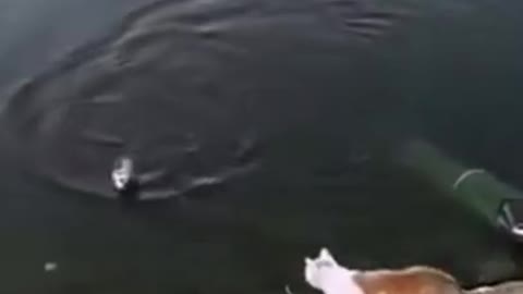 Clever Cat Steals Fish! Funniest Cat Video 😹😸😻 #Shorts