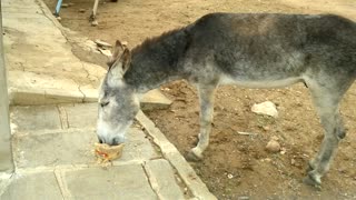 Donkey Kicks Dog