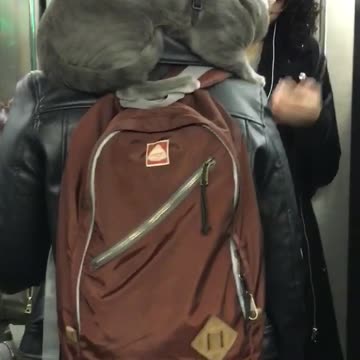 Grey cat on brown backpack subway