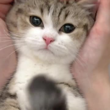 cute cat