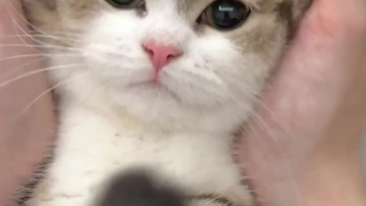 cute cat