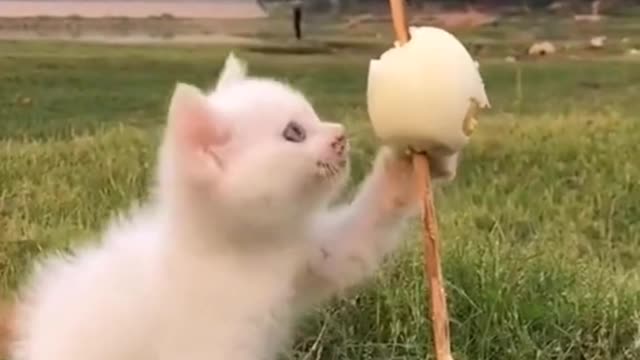 Cute kitten stealing eggs to eat