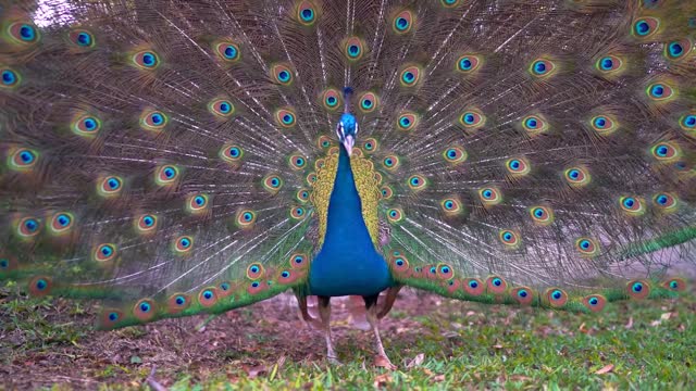 Peacock.