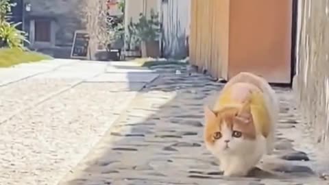 Cats have magical powers