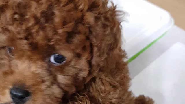 my pet. his name is mong
