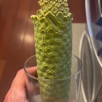 Harvesting the highly nutritious Monstera plant fruit