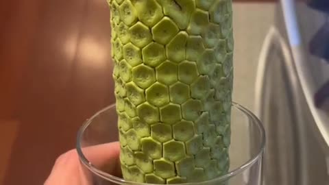 Harvesting the highly nutritious Monstera plant fruit