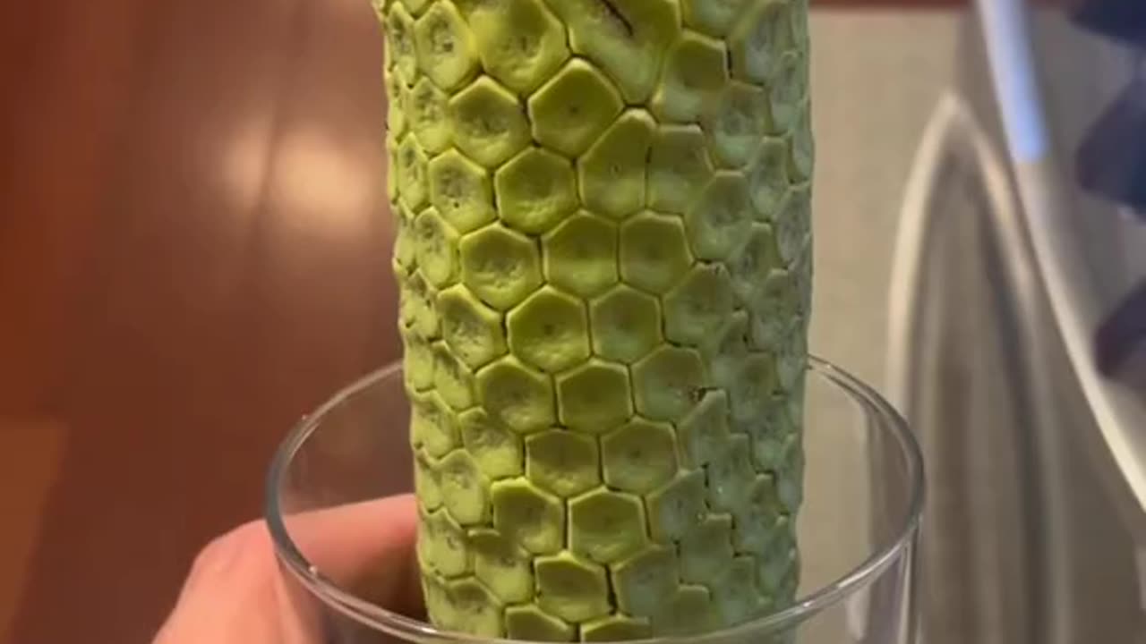 Harvesting the highly nutritious Monstera plant fruit