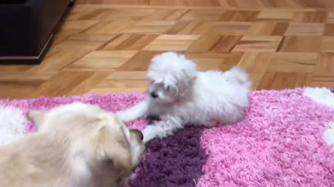 Labrador_Retriever_and_Maltese_